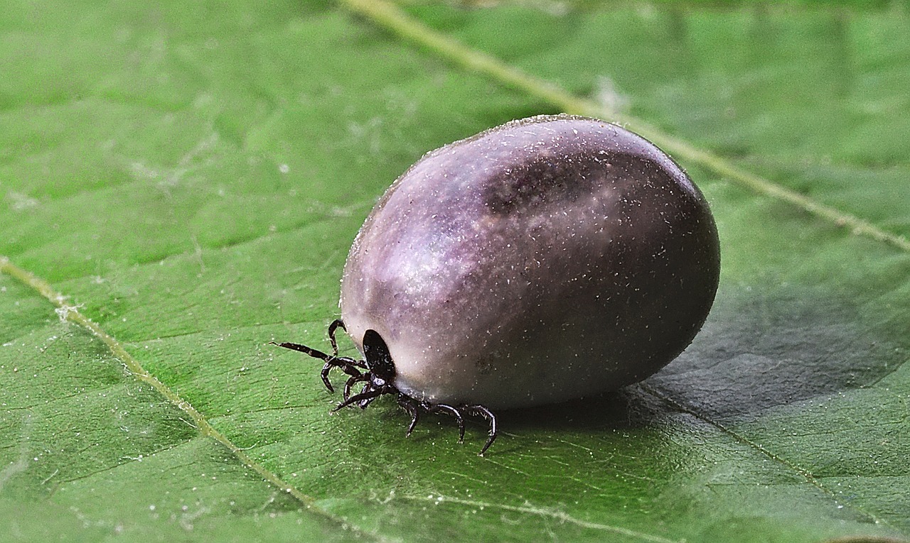 Efficacy of Hyperbaric Oxygen Chambers in the Treatment of Lyme Disease