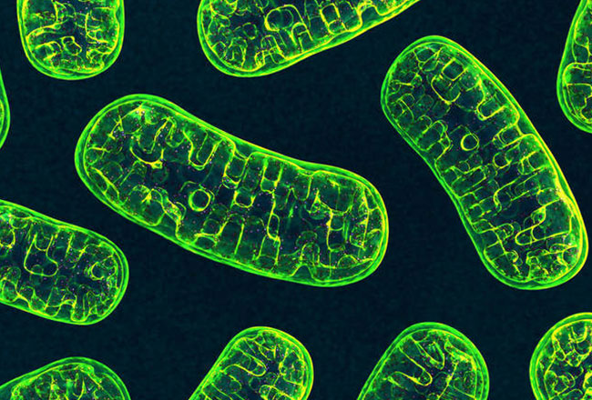 Effects of hyperbaric oxygen therapy on mitochondrial properties